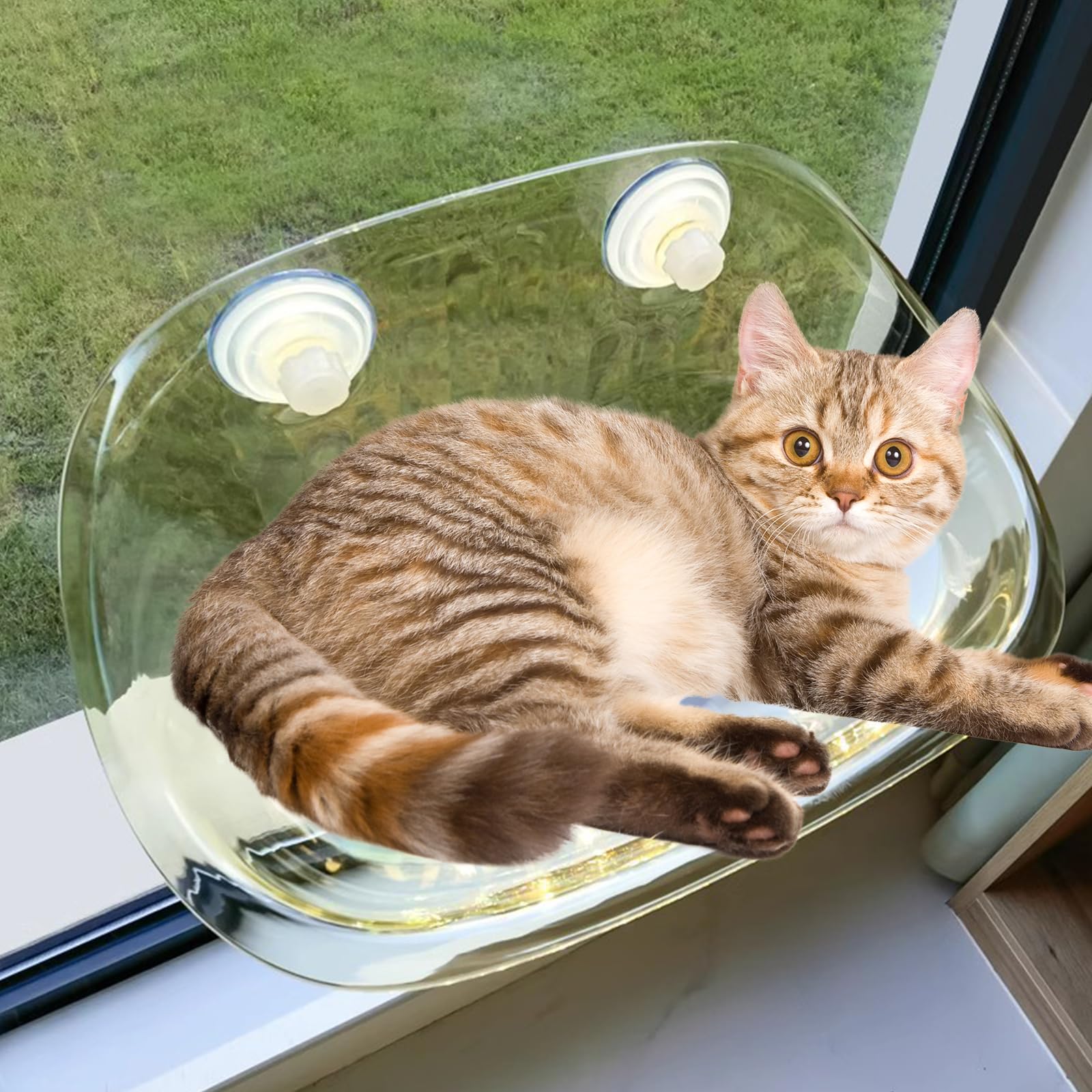 Cama ventosa transparente CE-252