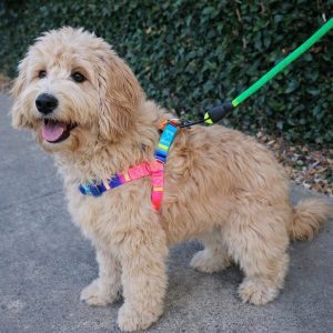Pretal multi color chico ABT-45