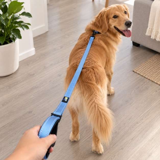Correa premium PET DOGS R151