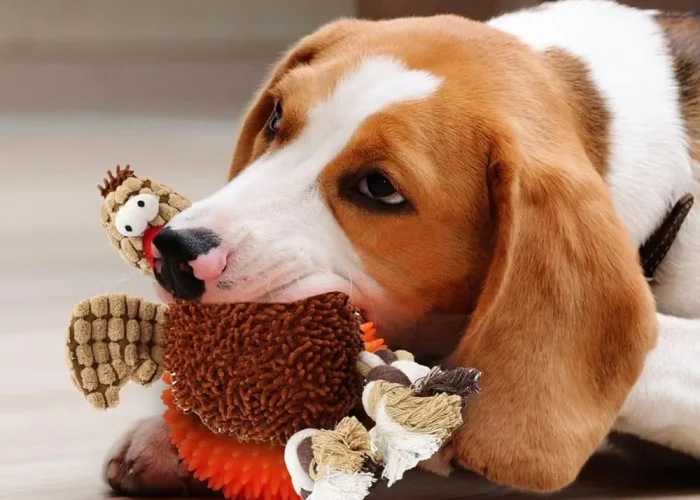 products_pets_5_2